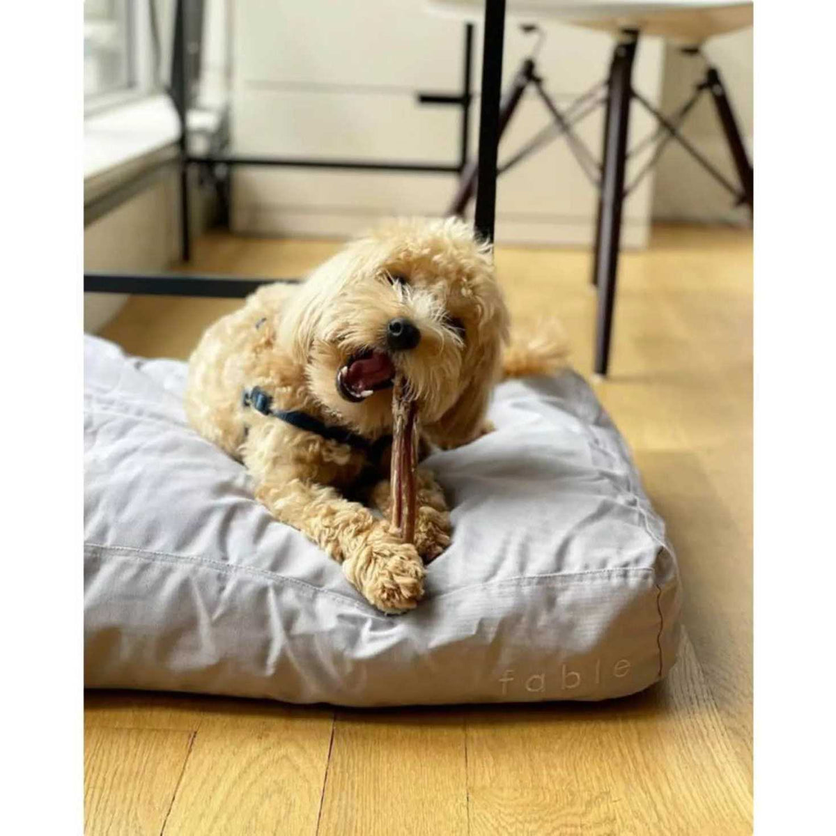 Dog Bed M96759