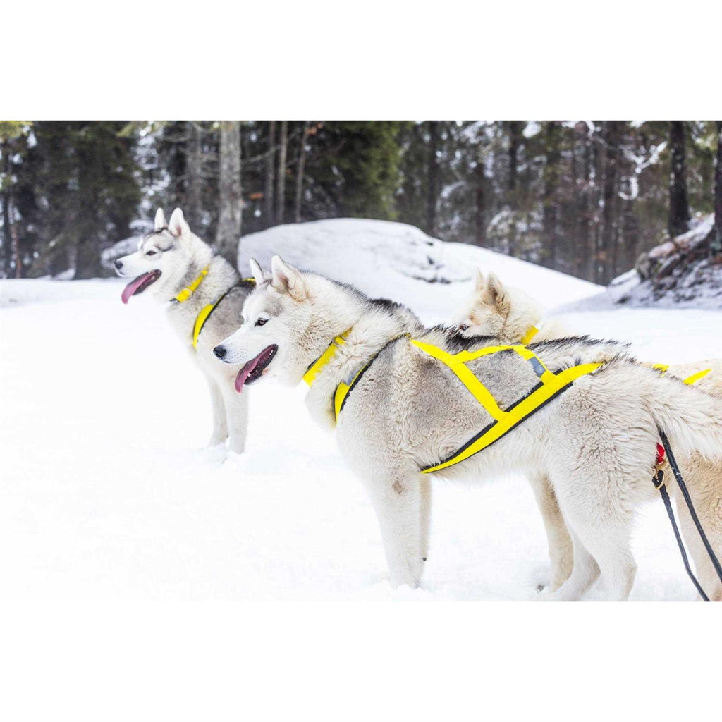 Dog Pulling Harness A55212