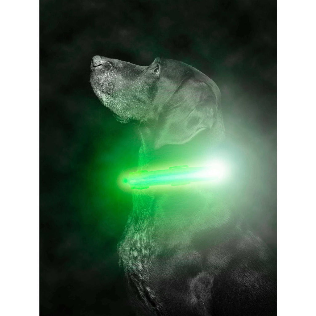 LED Dog Collar USB Rechargeable Z803846