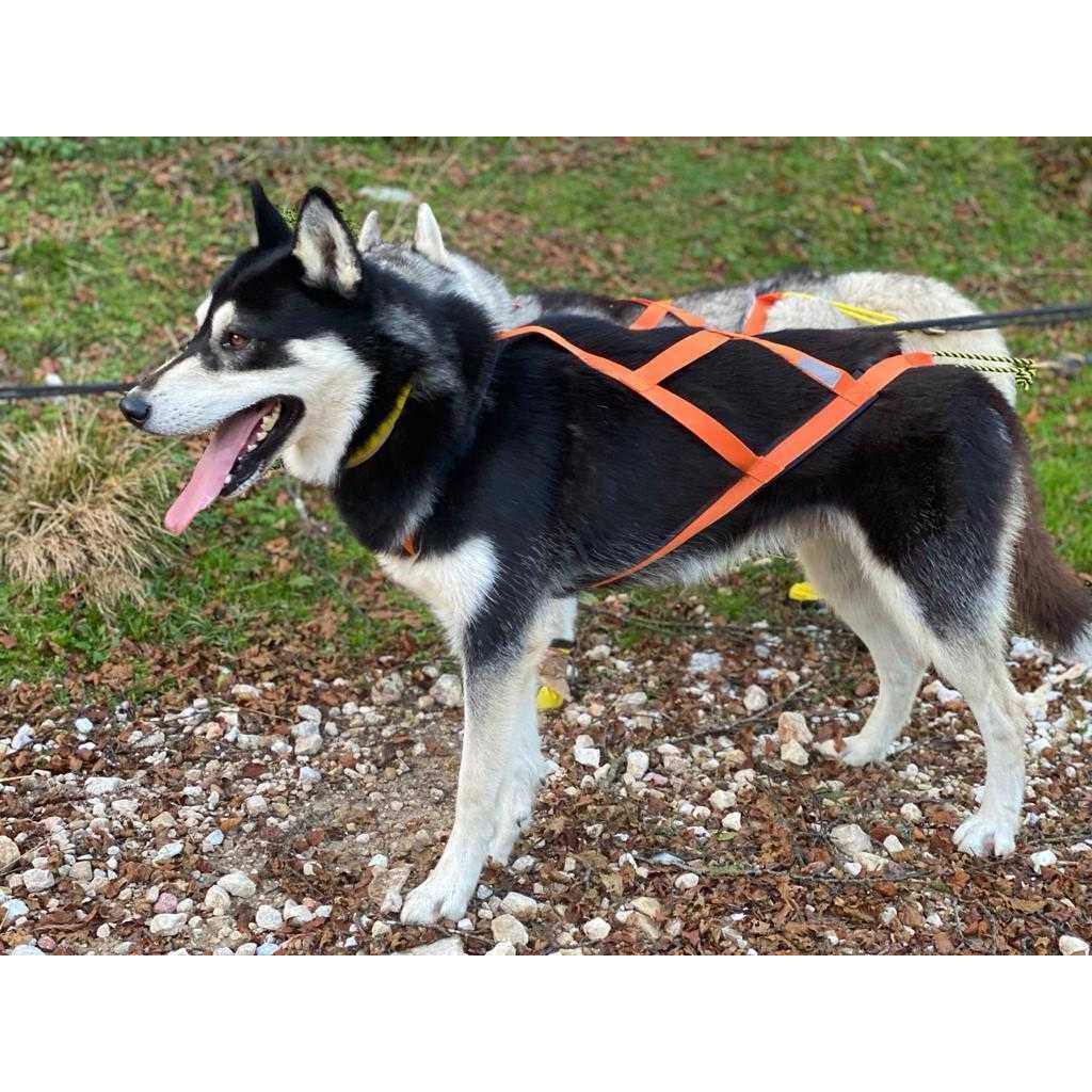 Dog Pulling Harness A55212