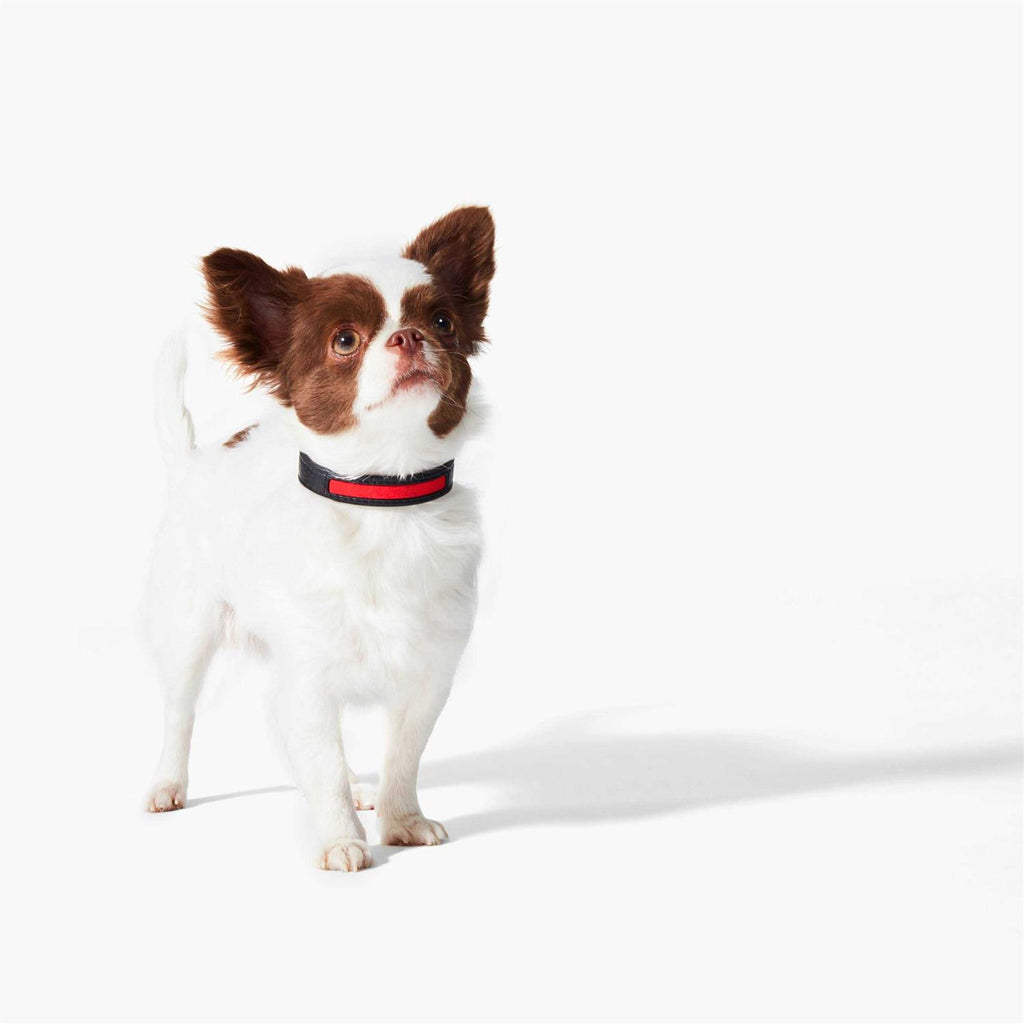 Calfskin Pet Collar B8758