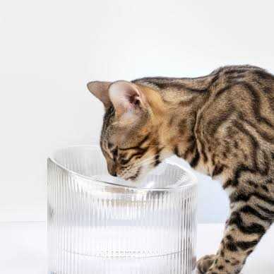 Handmade Glass Cat Bowl V3165